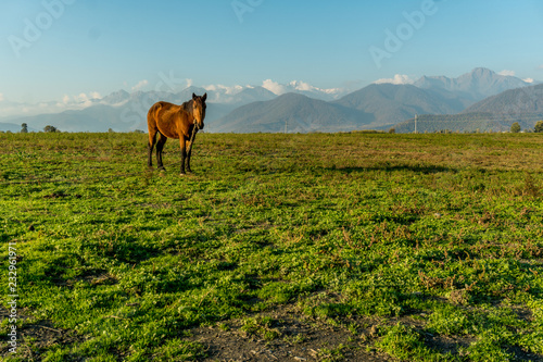 Lonely horse on a green meadow horizon with distant snowy peak mountains. Wide endless landscape with morning sunlight. © zeynurbabayev
