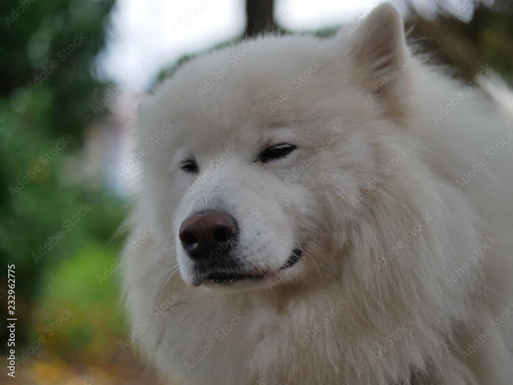 fluffy white dog