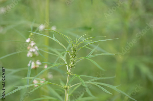 Background of characteristics Cannabis sativa L. subsp. Sativa for education.