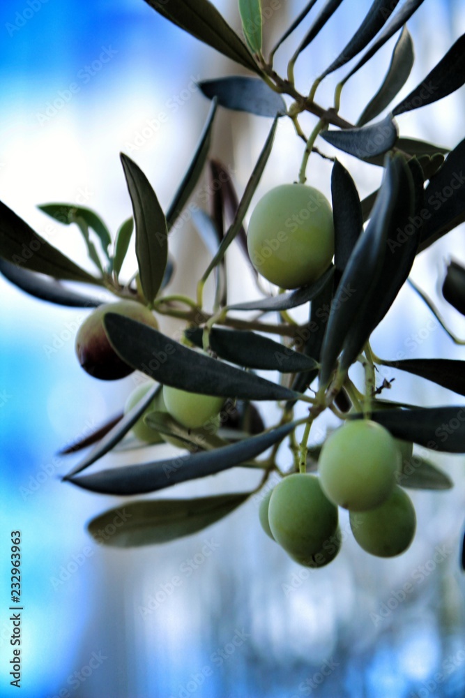 Olives in Alicante plantation Olives in Alicante plantation