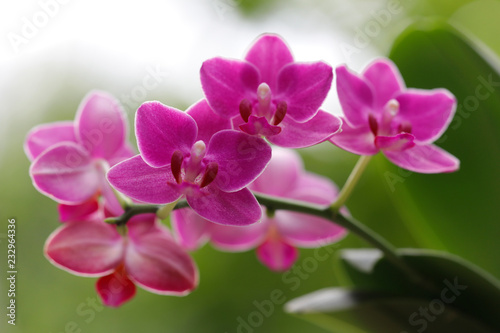Bl  hende Phalaenopsis in pink