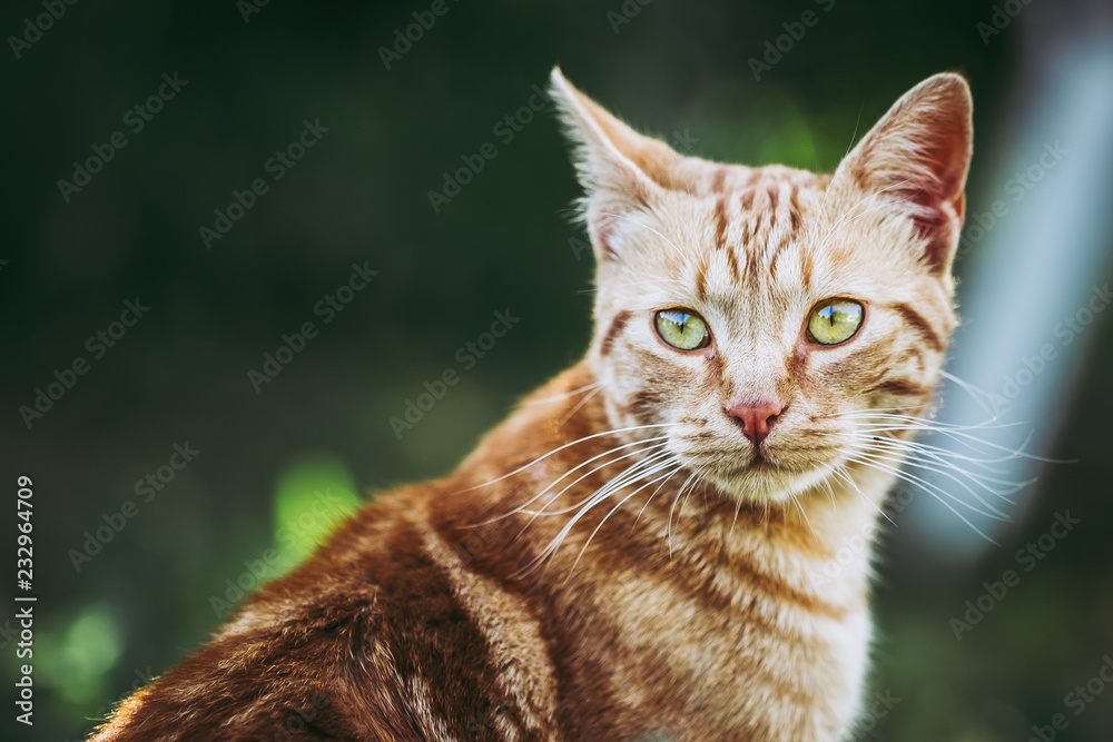 Portrait d'un chat roux dans le jardin Portrait d'un chat roux dans le jardin