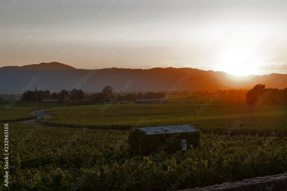 Obraz premium Vineyard landscape at sunset, Napa valley, California, USA