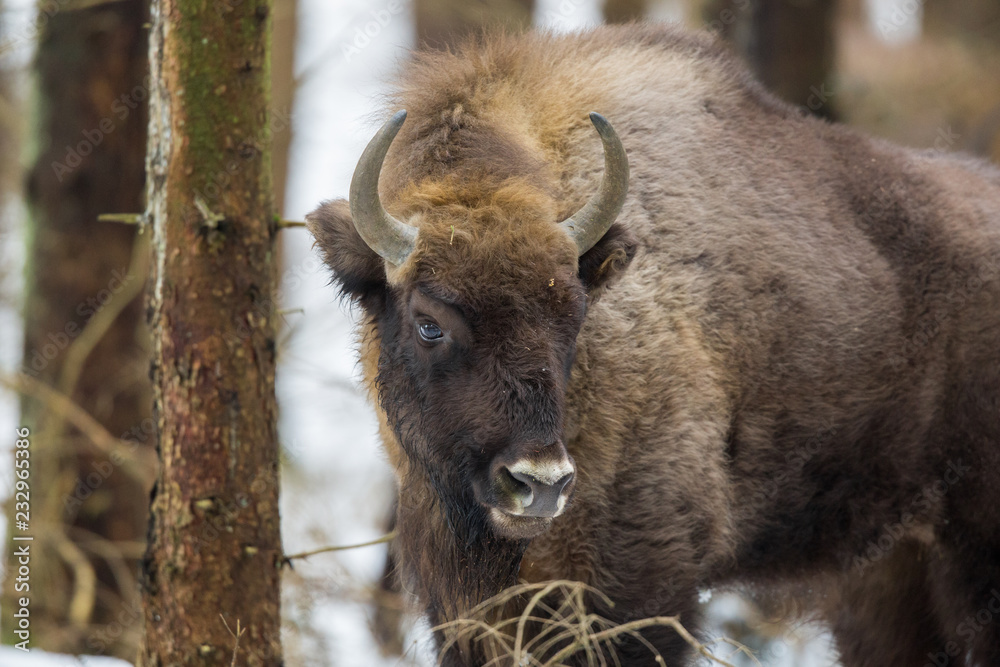 European bison - Bison bonasus in the Knyszyn Forest (Poland)