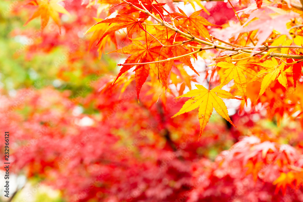 Selective focus of yellow maple leaves with colorful background Selective focus of yellow maple leaves with colorful background