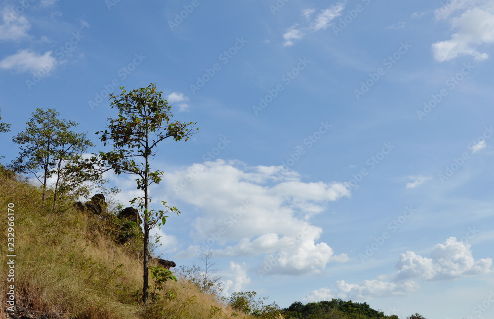 tree blowing from wind on Khao Lon mountain in Thailand tree blowing from wind on Khao Lon mountain in Thailand
