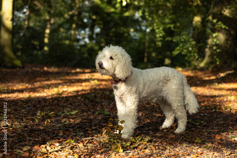 White labradoodle portrait White labradoodle portrait