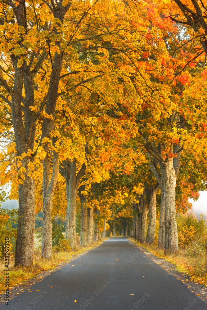 Beautiful, colorful autumn road. Pomerania, Poland