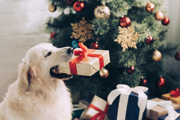 Close up view of cute golden retriever sitting with gift box in mouth near Christmas tree at home