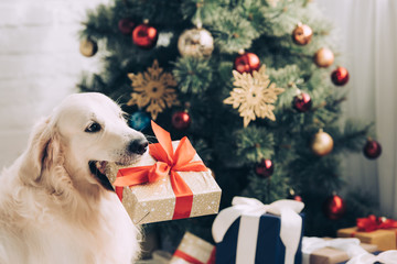 Selective focus of golden retriever sitting with gift box in mouth near Christmas tree at home