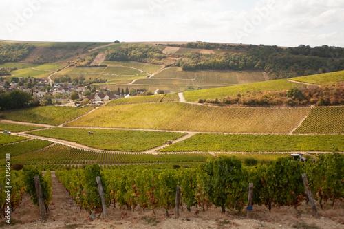 Wallpaper Mural Vendanges des vignes de Sancerre Torontodigital.ca