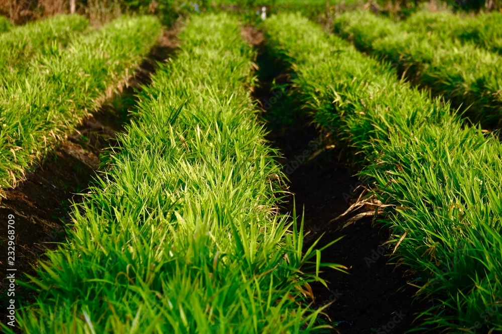 ginger crop