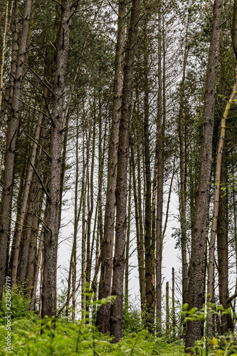 Fototapeta Naklejka Na Ścianę i Meble -  Landscape and foliage detail at Hawksmoor Wood, Staffordshire in spring