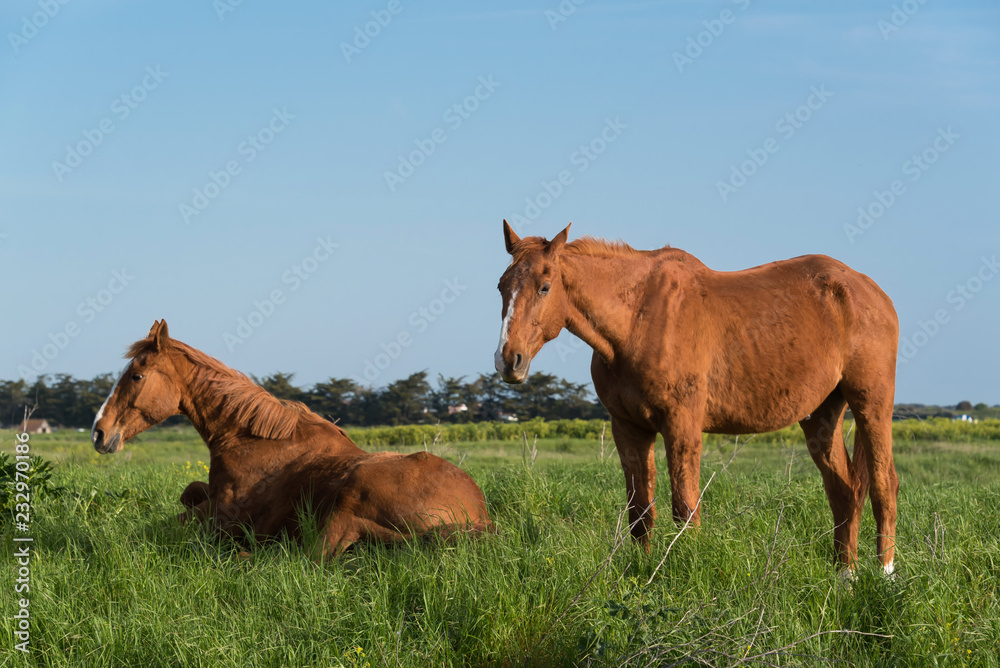 Fototapeta premium Duo chevaux