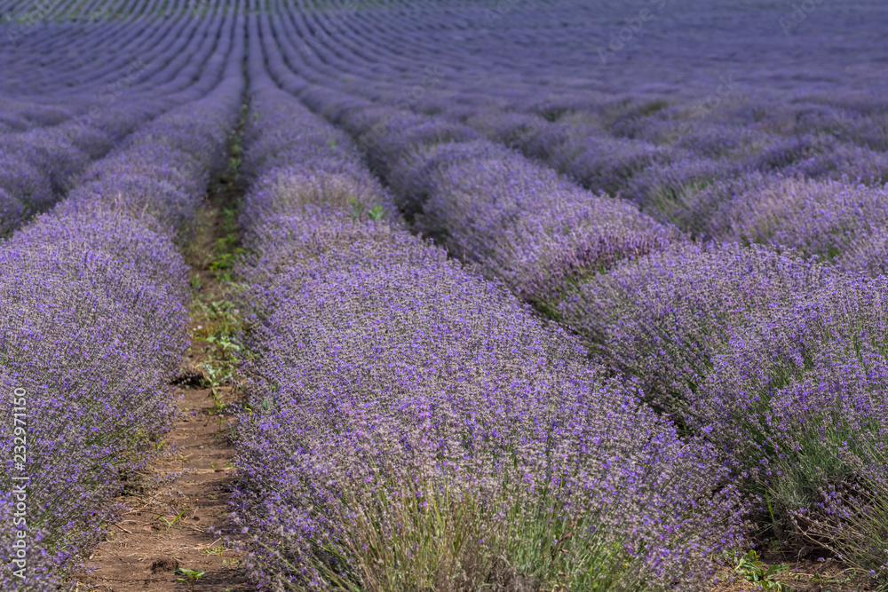 Endless rows of blooming, scented lavender flowers. Agricultural concept. Endless rows of blooming, scented lavender flowers. Agricultural concept.