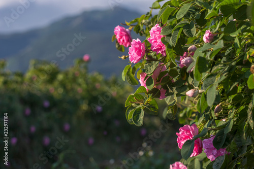 Rosa damascena, known as the Damask rose - pink, oil-bearing, flowering, deciduous shrub plant. Bulgaria, the Valley of Roses. Close up view. The Old mountain Balkan and a row of roses on background.