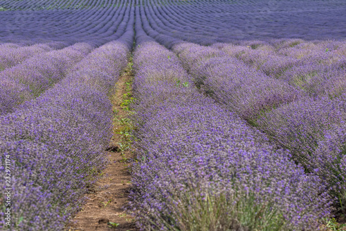 Endless rows of blooming  scented lavender flowers. Agricultural concept.