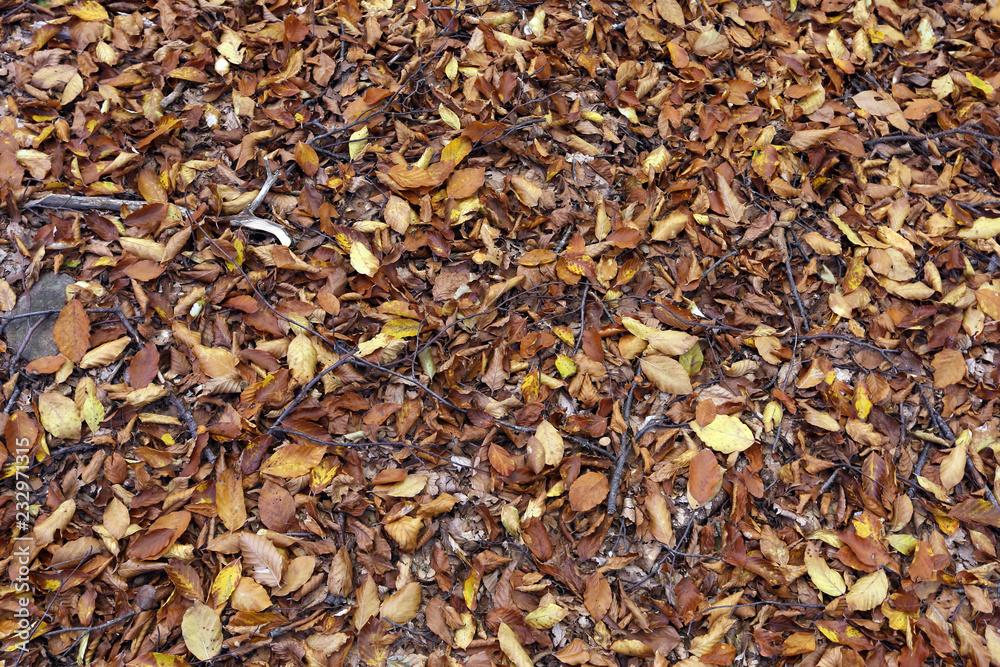 background texture of leaves