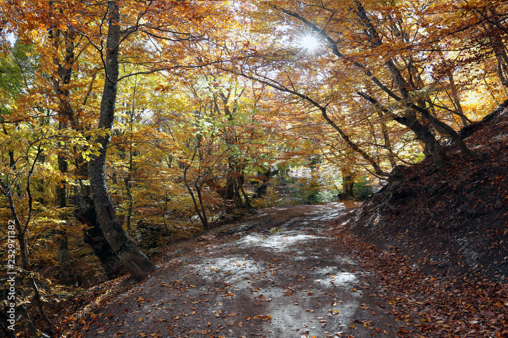 Obraz premium Autumn in the beech forest