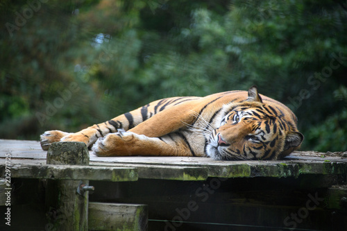 Tiger in zoo on wooden platform