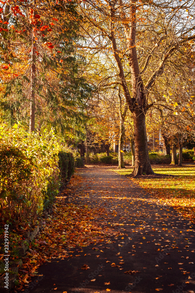 Trees in a park on a pathway in Autumn