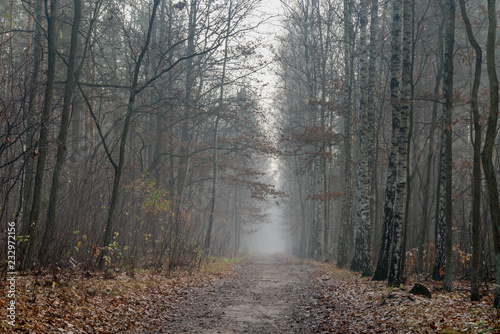 autumn forest on foggy day © aga7ta