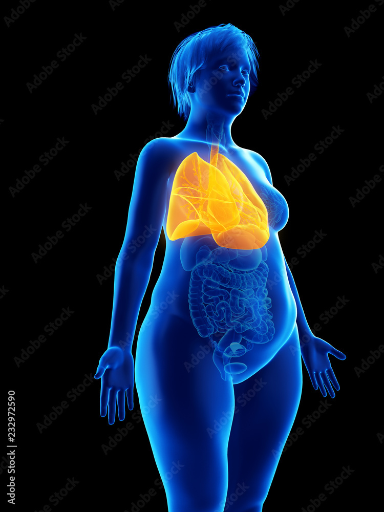 3d rendered medically accurate illustration of an obese womans lung 3d rendered medically accurate illustration of an obese womans lung