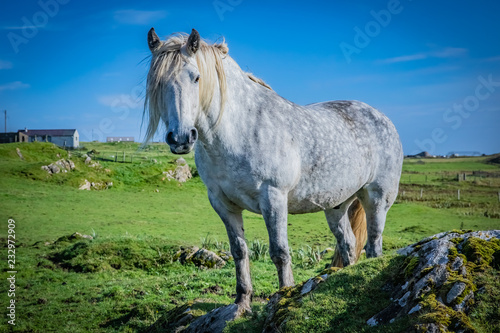Highland horse at Scotland, Shetland Islands © Marcin