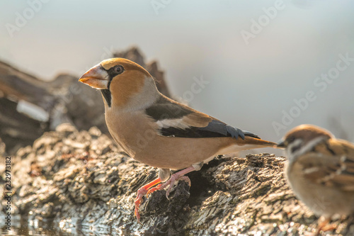 Hawfinch (Coccothraustes coccothraustes) sits on a mossy branch of a tree.