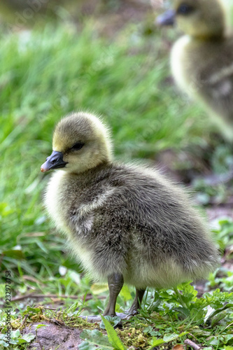 Gosling on land,  WWT Slimbridge, Gloucestershire