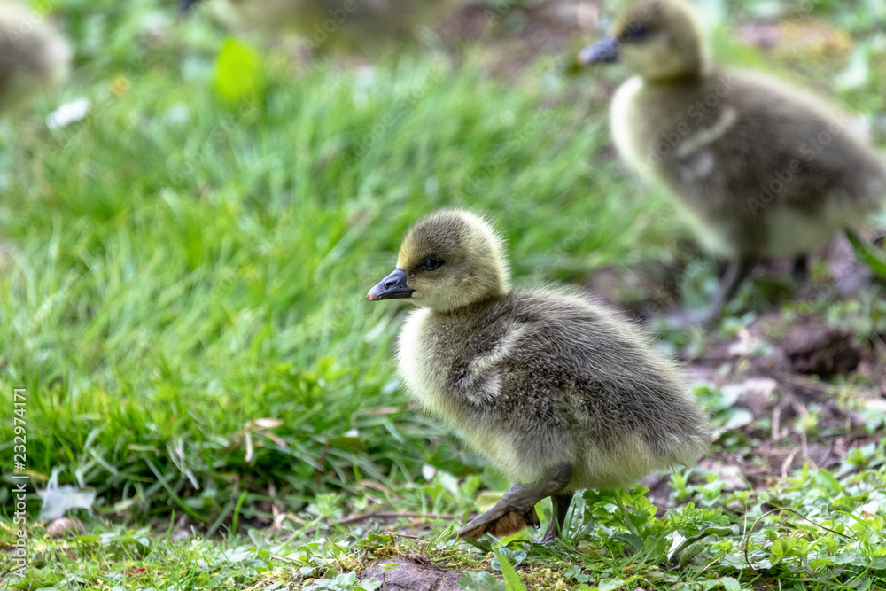 Goslings at WWT Slimbridge, Gloucestershire Goslings at WWT Slimbridge, Gloucestershire