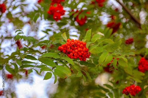 Red rowan berries on the branches of a tree