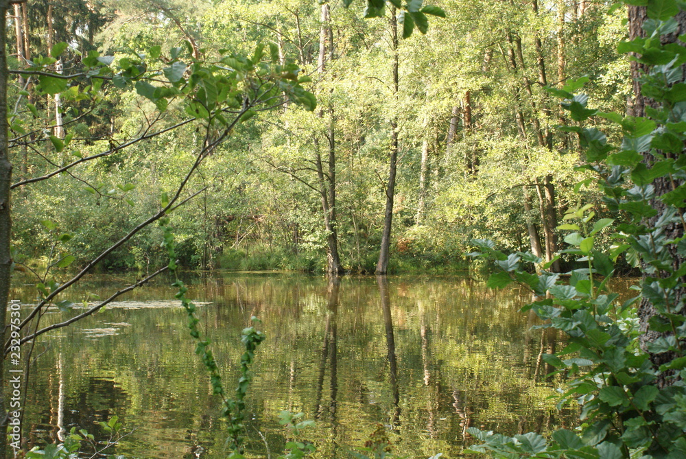 Fototapeta premium See