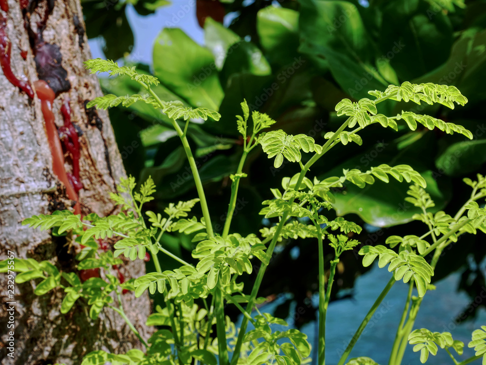 Obraz premium Close-up Fresh Young Green Plant on Blurred Brown Tree Trunk with Turpentine