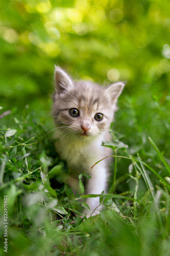 Portrait of a kitten in green grass