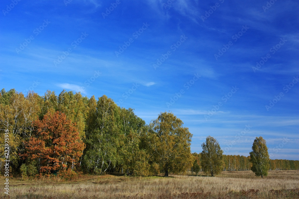 Autumn trees in the field
