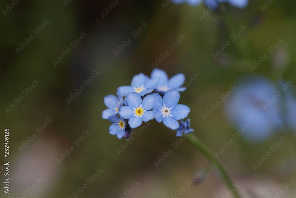 Blume Blume