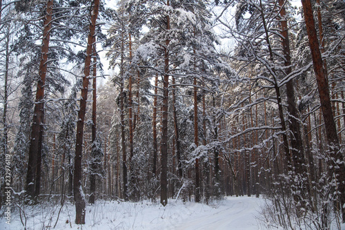Snowy trees in the forest in winter © schankz