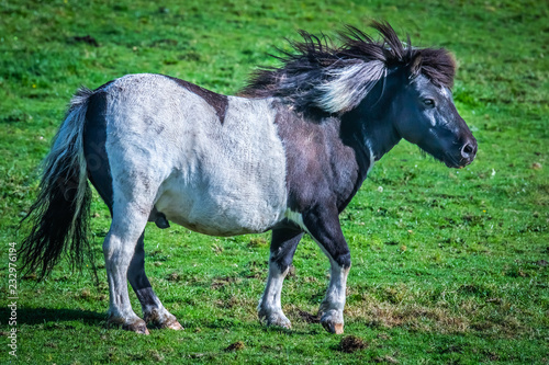 Shetland pony at Scotland  Shetland Islands