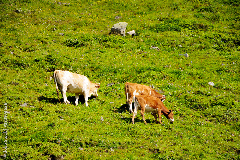 Fototapeta premium Cows graze on a green meadow on a hill. Sunny summer day. Hochalpenstrasse, Austria.