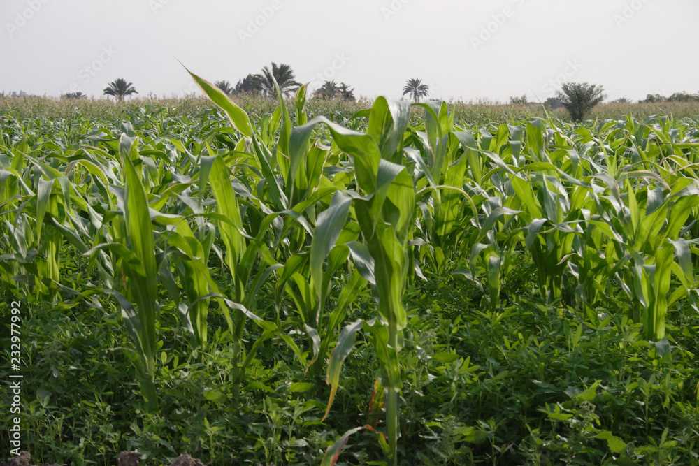 Obraz premium Green Fields