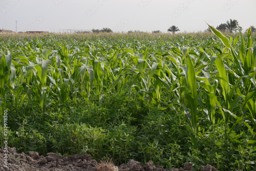 Fototapeta premium Green Fields