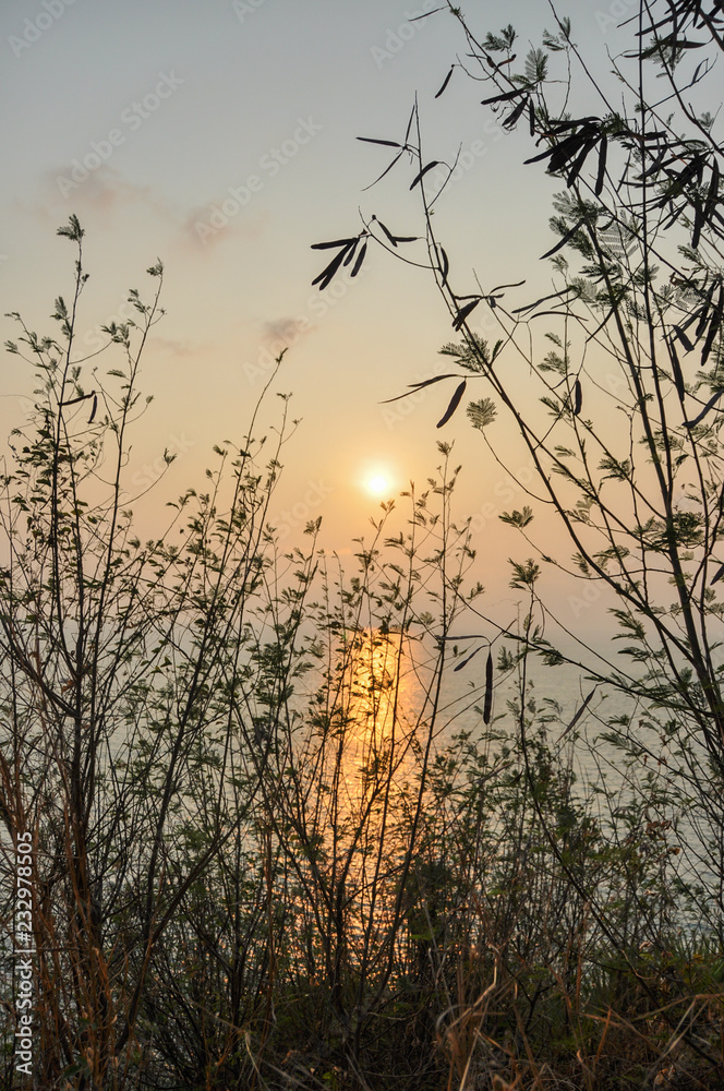 Obraz premium Sunset through the plants