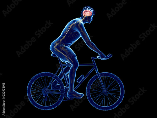 3d rendered illustration of a cyclists brain photo