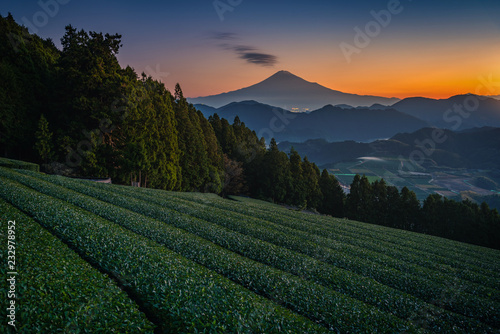 Mt. Fuji with green tea field at sunrise in Shizuoka, Japan. photo