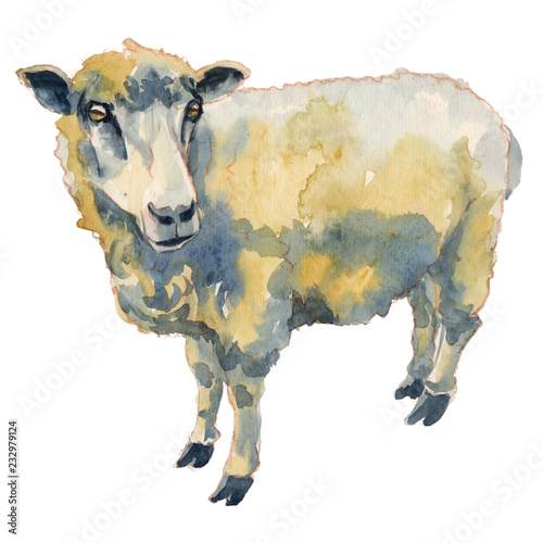 The sheep watercolor hand painted illustration photo