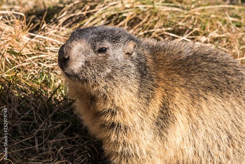Marmot before hibernation in the swiss Alps © Michael Schroeder