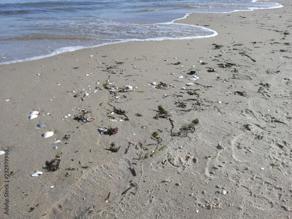 Strand mit Muscheln Strand mit Muscheln
