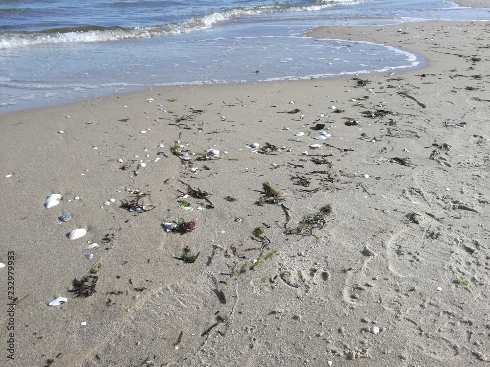 Strand mit Muscheln