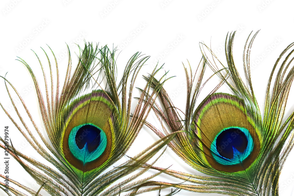 Fototapeta premium peacock feathers on a white background.